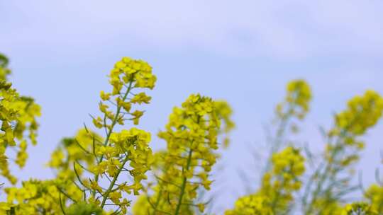 自然春天植物油菜花唯美实拍视频