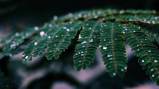 叶片上露水晶莹剔透定镜