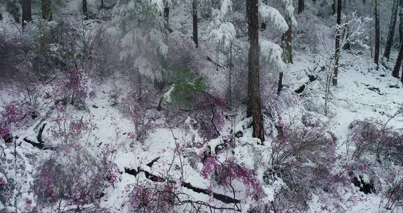 航拍雪压杜鹃（五月末杜鹃花开时普降瑞雪）