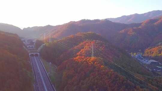 阳光明媚的秋林中乡村道路的俯瞰图