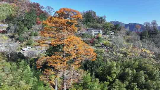 四明山秋天秋景秋色 茅镬公园