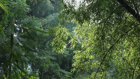 茂密竹林中的竹叶与透过的阳光