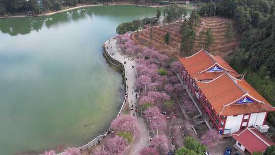 福州林阳寺梅花花期素材