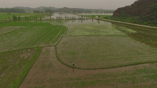 夏季绿色的稻田