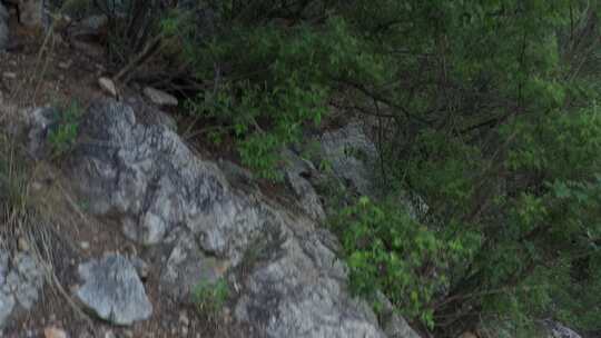 大树 植物 森林绿色 环保 树木 氧吧 航拍