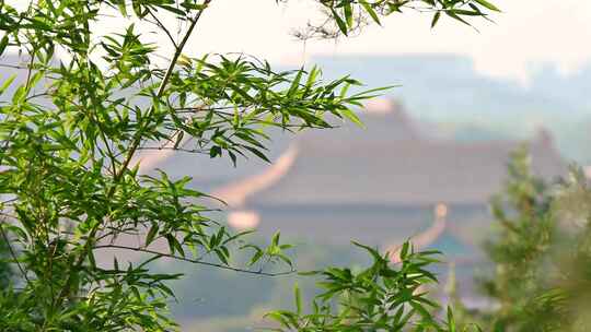 秋季清晨景山公园绿竹与古建筑背景