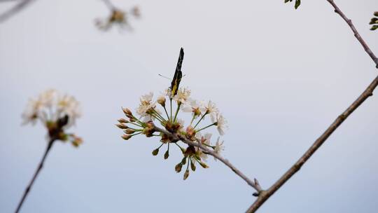 樱桃树开花蝴蝶采蜜视频素材模板下载