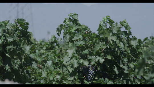 葡萄园 葡萄地 葡萄 种植水果视频素材模板下载