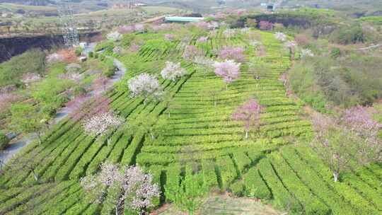 湖南省郴州市高椅岭樱花茶园4k航拍风光