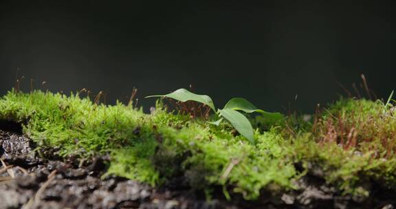 小树发芽树叶阳光树林森林