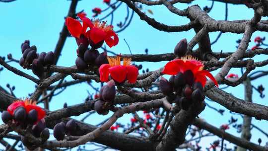 木棉花盛开特写素材