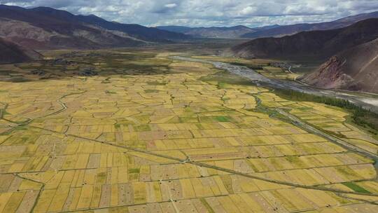 航拍西藏日喀则秋收时节金灿灿的千亩青稞地视频素材模板下载