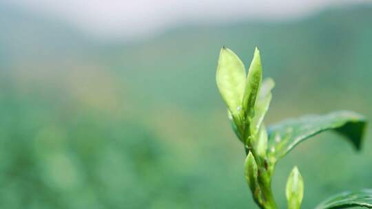 白茶枝 白茶虫子茶叶特写绿茶特写