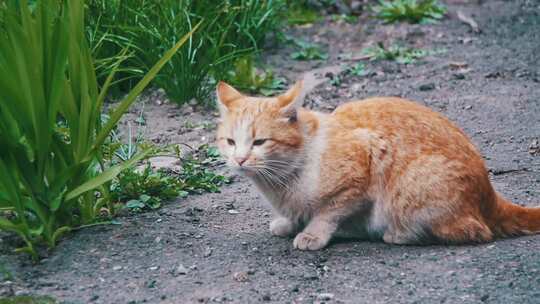 公园里街上的红色流浪猫慢动作