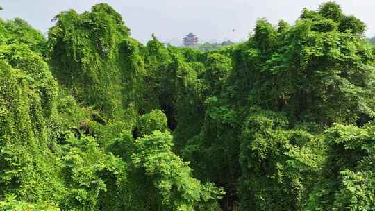 杭州西湖吴山绿野仙踪阳光森林树叶夏日自然