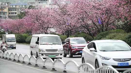 樱花盛开的街道美丽城市花园城市