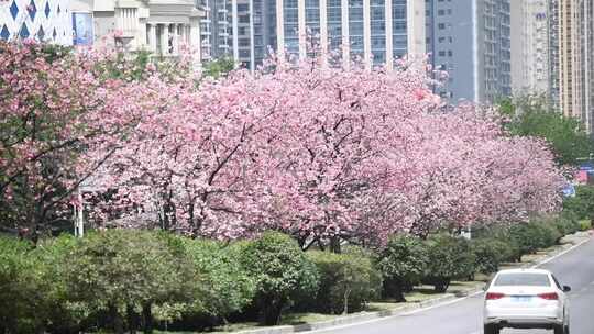 樱花盛开的街道美丽城市花园城市