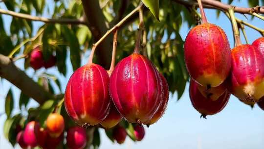 枝头挂着的红色果实