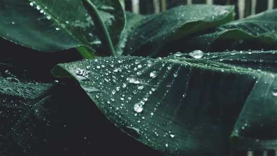 水滴落在植物的叶子上