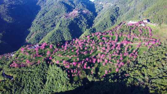 云南大理无量山樱花谷冬樱花和茶园茶树航拍