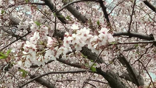 上海春天樱花树