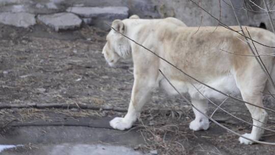 动物园里的母狮子白狮子散步