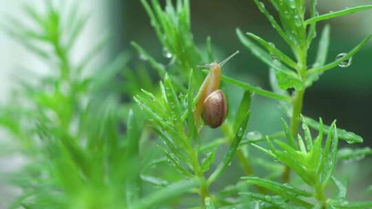 一只小蜗牛在嫩绿色的植物上