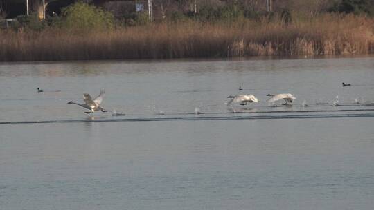 湿地湖泊保护鸟类白天鹅水面起飞视频素材模板下载