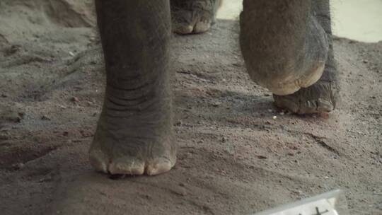 大象小象非洲象动物标本视频素材模板下载