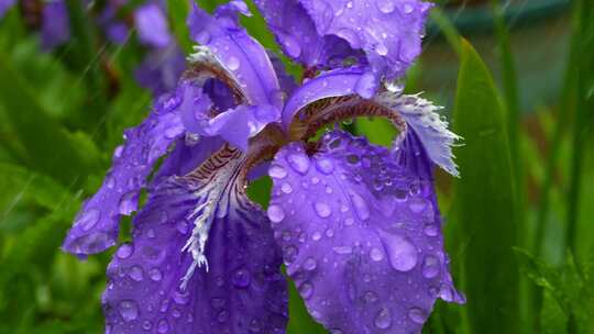 雨中的紫色鸢尾花