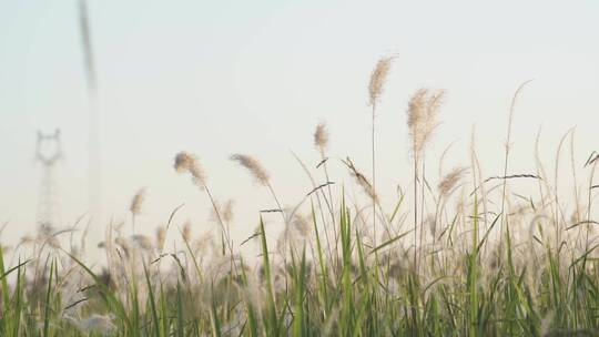 野生白茅草