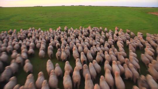 乌拉圭 牧场放牧 羊群奔跑 近景 航拍