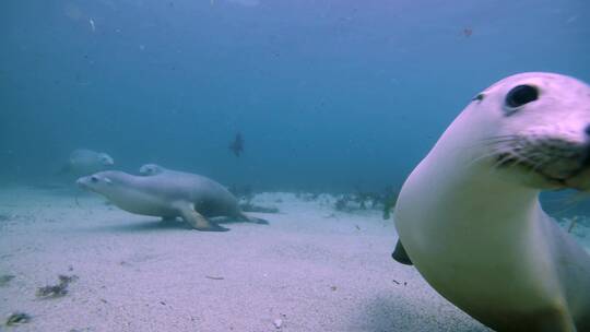 海狮在海底自由游动视频素材模板下载