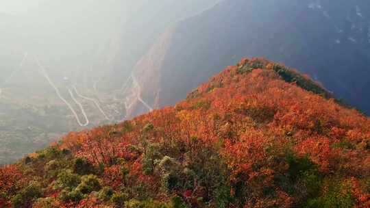 三峡红叶