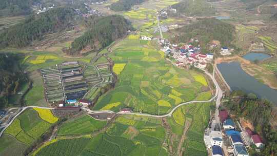 乡村田园农业种植油菜花农田航拍