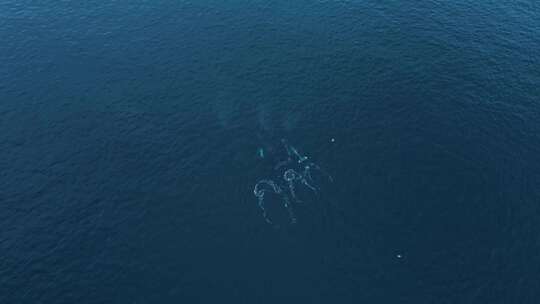 航拍海面下的两只鲸鱼游动