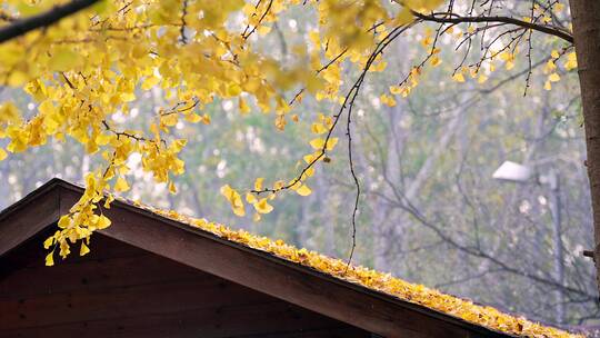 升格北京的秋天金黄的银杏树林掉落的黄叶