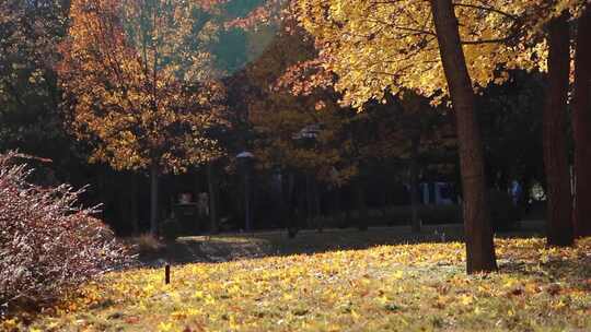 北京秋冬银杏枫叶治愈系风景视频