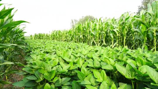 玉米田套种大豆航拍大景和特写玉米大豆套种