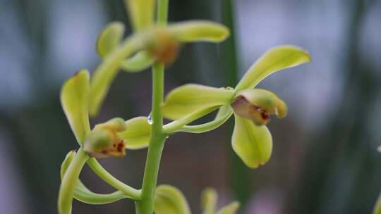 4K兰花微距特写