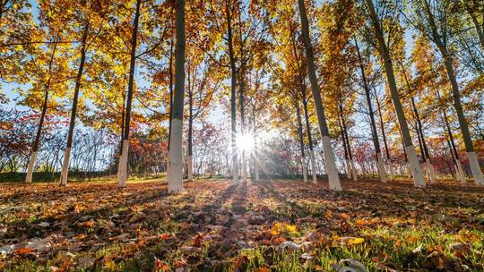 秋天阳光穿过树林光影变化延时