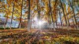 秋天阳光穿过树林光影变化延时高清在线视频素材下载