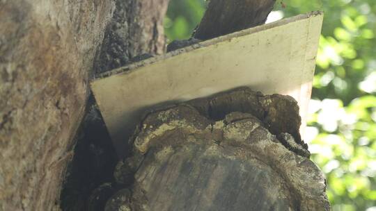 森林野生蜂箱蜂蜜蜂巢
