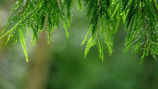 绿叶空镜头合辑