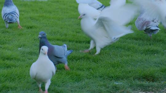 草地草坪上觅食的鸽子视频素材模板下载
