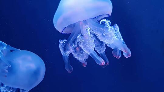 海洋里透明的水母