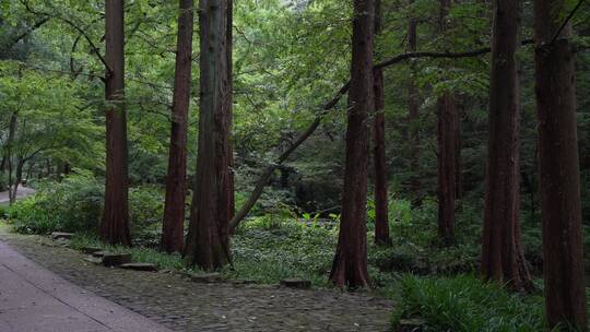 杭州西湖景区虎跑公园森林氧吧