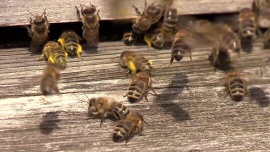 蜂箱蜜蜂细节爬来爬去