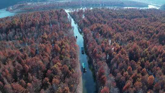 皖南落羽杉湿地公园