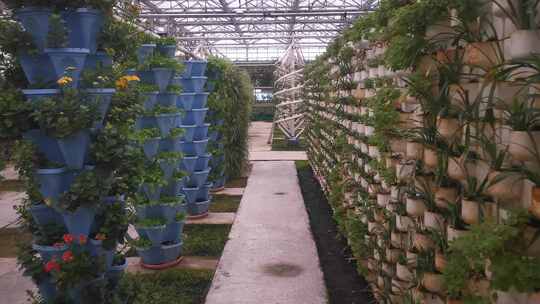 温室大棚农业有机蔬菜种植实拍